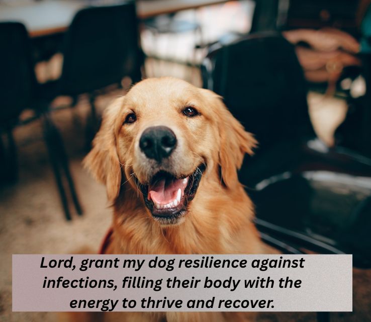 Prayer for a Dog’s Immune System