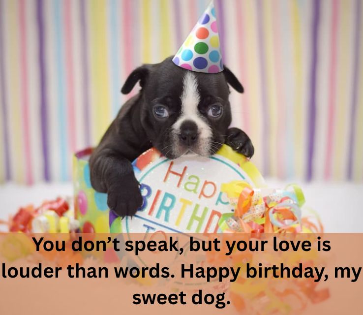 Touching Birthday Wishes for My Dog